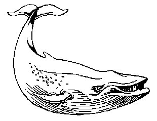 Free whales clipart free clipart graphics images and photos 5
