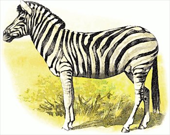 Free zebras clipart free clipart graphics images and photos