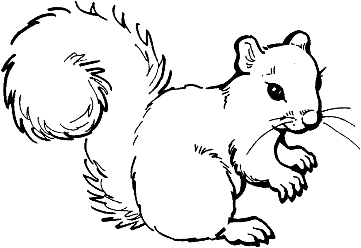 Outline squirrel clipart free to use clip art resource