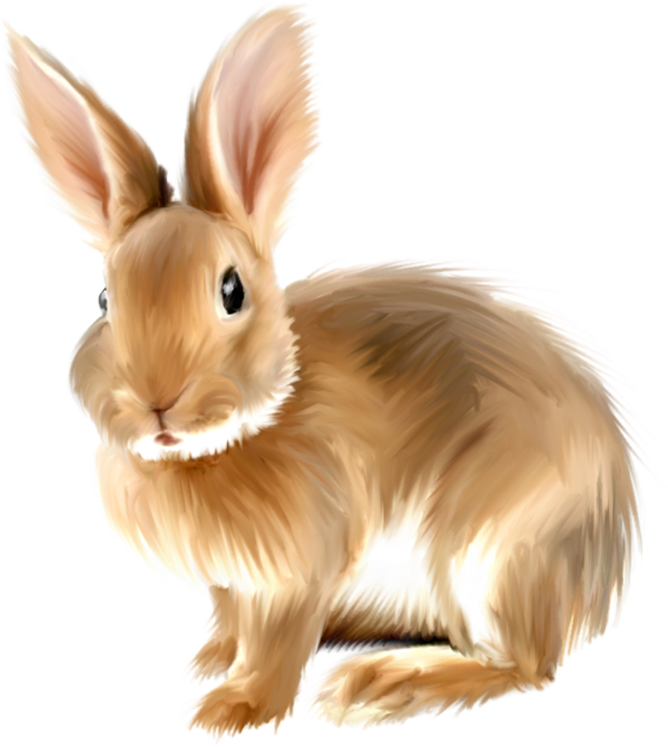Realistic rabbit clipart