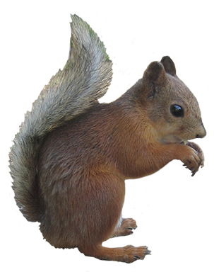 Squirrel clip art vector free clipart images clipartcow 3 clipartix 3