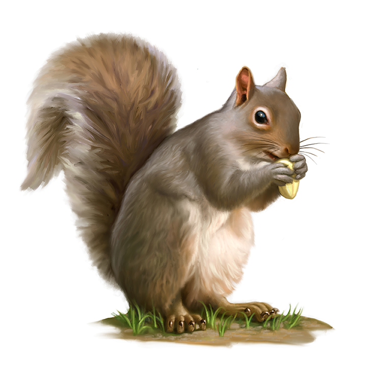 Squirrel clipart free clipart images 6