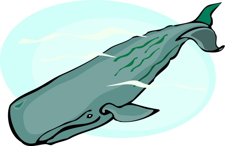 Whale clip art aquatic clipart on clip art sailboats clipartix