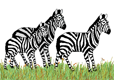 Zebra clipart 2 image