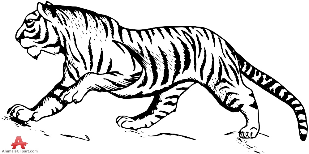 Animals clipart of tiger with the keywords 3