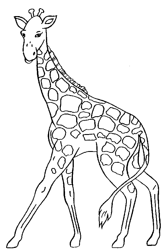 Giraffe clipart 6