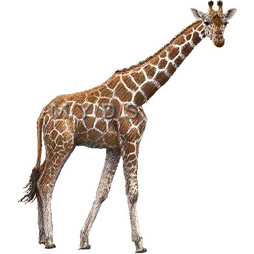 Giraffe clipart clipart kid
