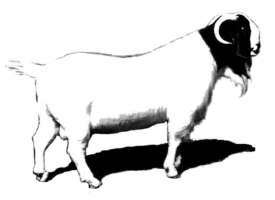 Goat clip art goatworld articles goatworld 3