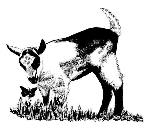 Goat clip art goatworld articles goatworld 5