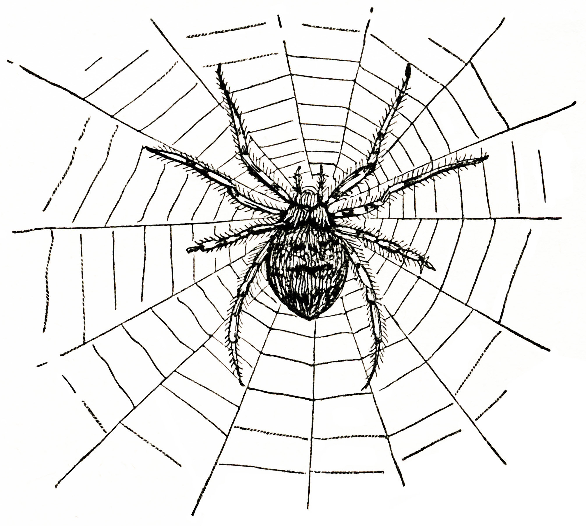 Spider web graphic clip art