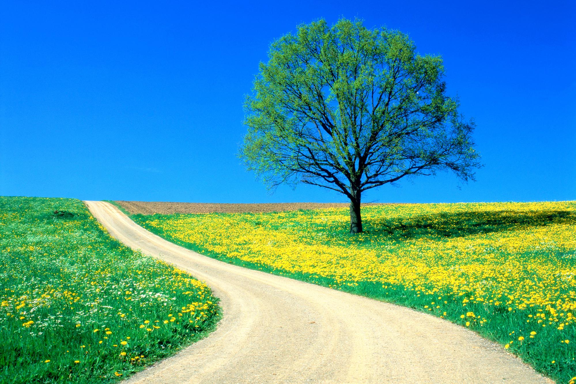 Country road clipart wallpaper