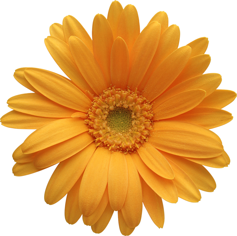 Daisy flower clip art free vector for download about 3 2
