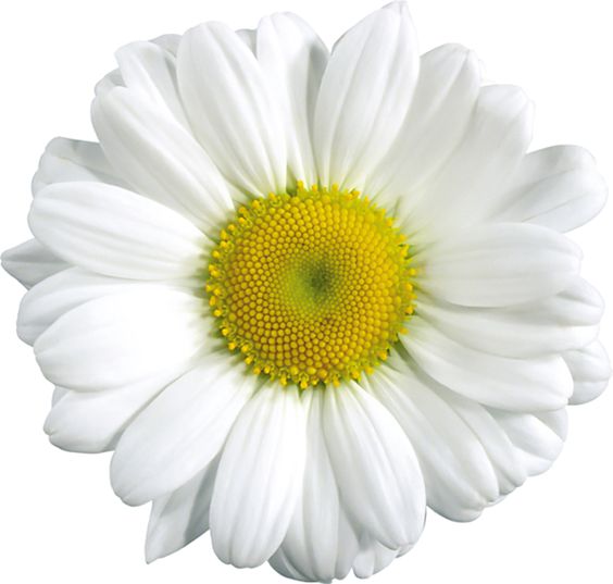 Large transparent daisy clipart im genes flores