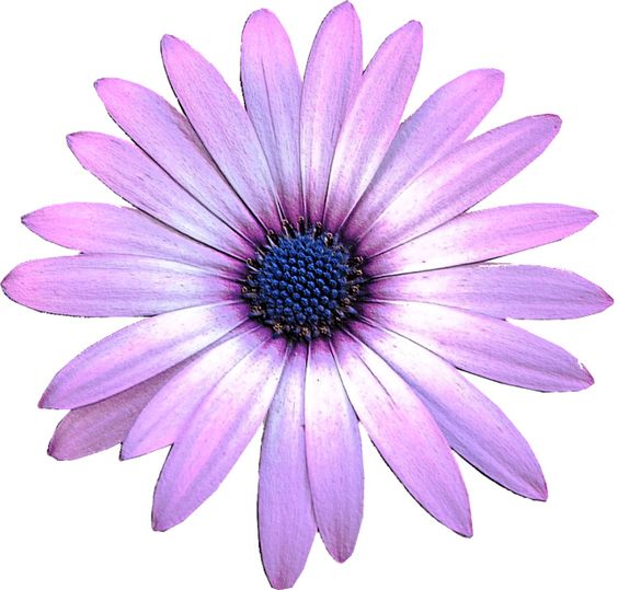 May flowers clip art purple daisy flower clipart cm embossed