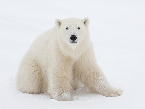 Polar bear clip art image