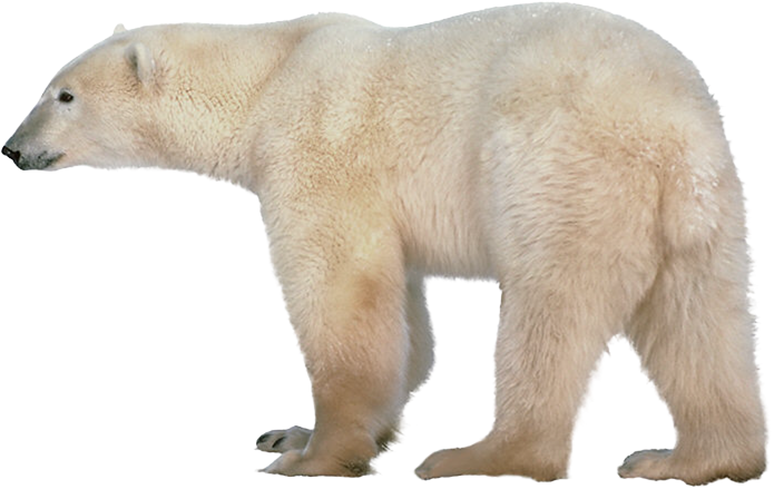 Polar bear clip art pictures of polar bears 6 clipartix