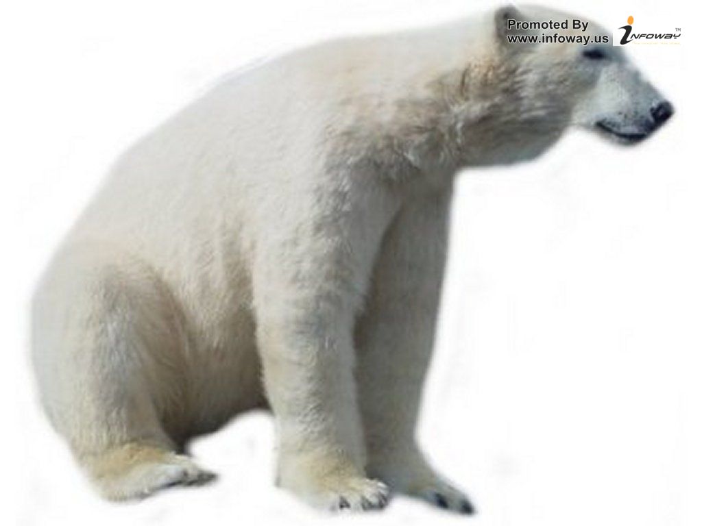 Polar bear free bear clip art polar clipart pics 2 image clipartix