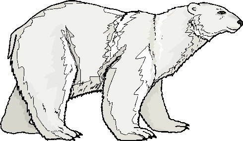 Polar bears clip art 3
