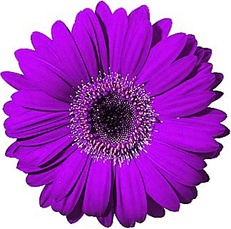 Purple gerber daisy clipart