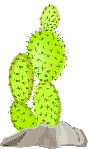 Cactus clip art 3