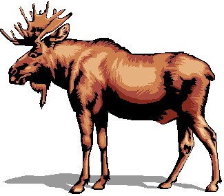 Moose clipart cliparts for you 2