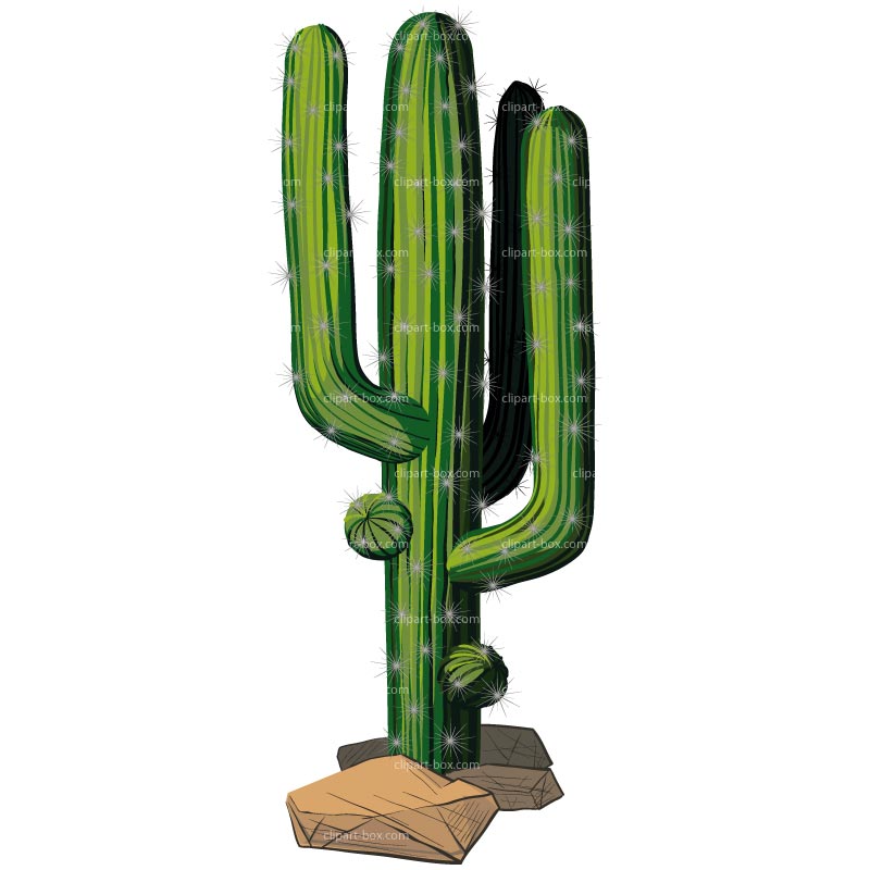Top cactus clipart images 3