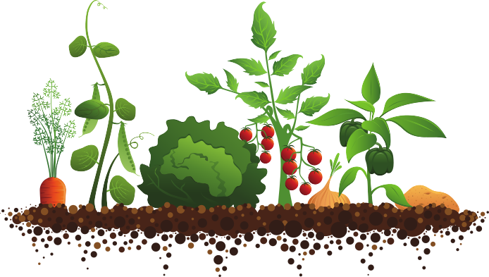 Vegetable garden clipart and
