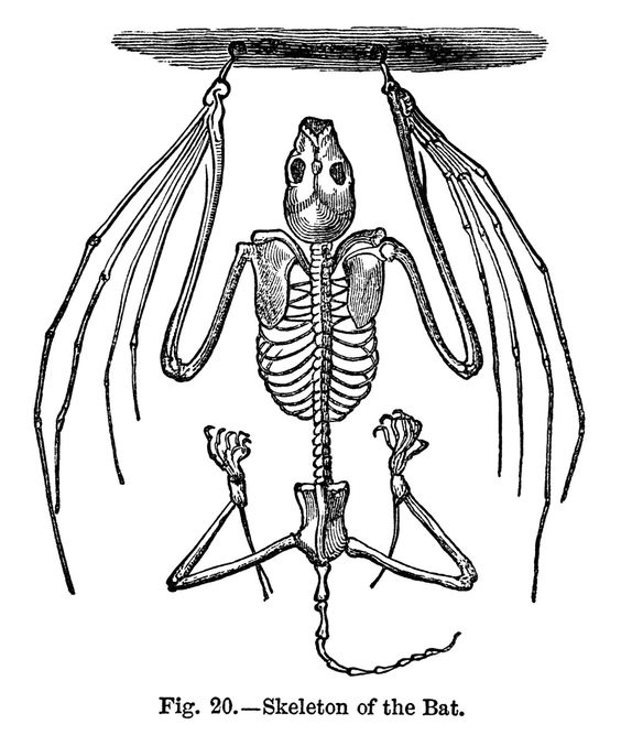 Bat skeleton free vintage clip art halloween inspiration