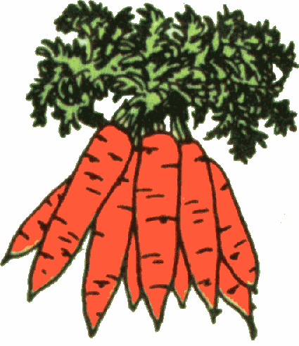 Carrot clipart 11
