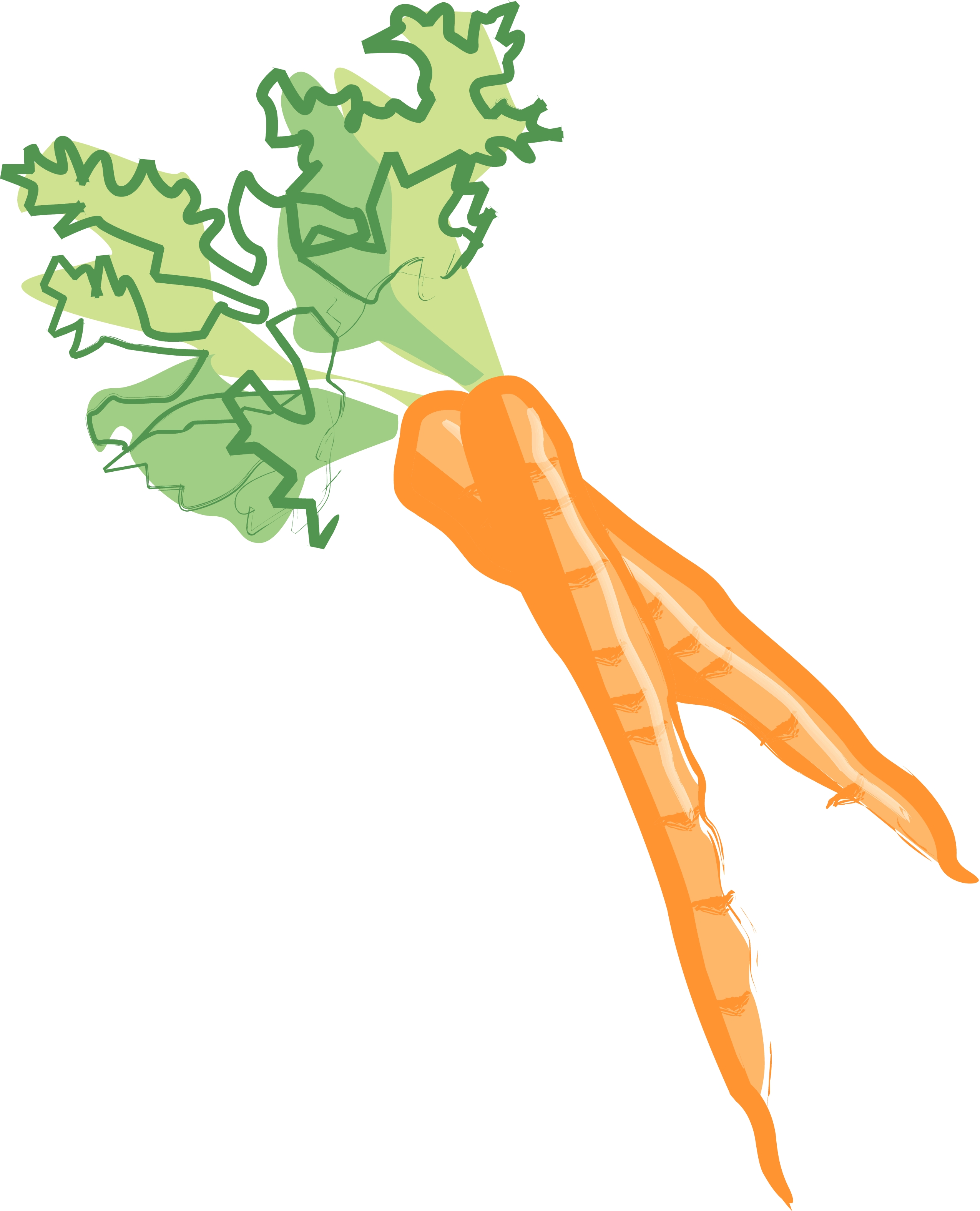 Carrot clipart 19