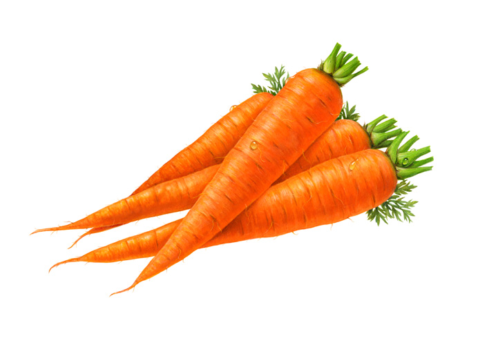 Carrot clipart 4