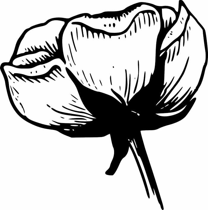 Flower  black and white flower black and white flower clipart image