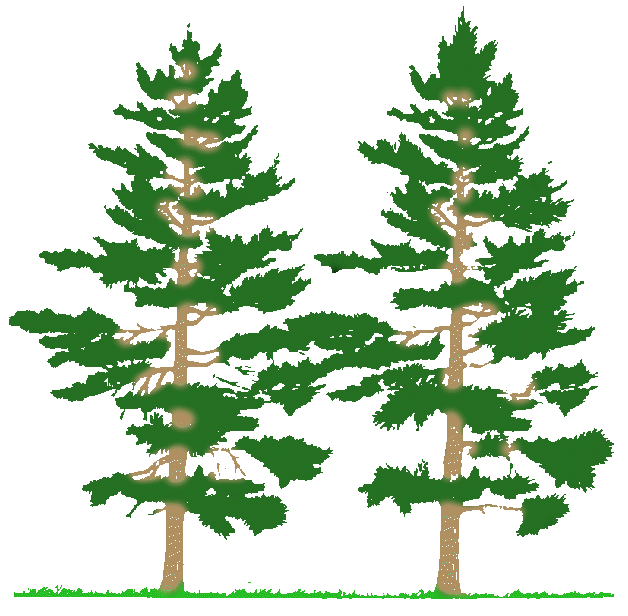 Forest pine tree clipart kid
