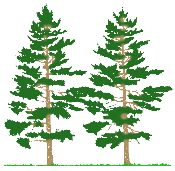 Free clip art pine trees clipart clipartix 2