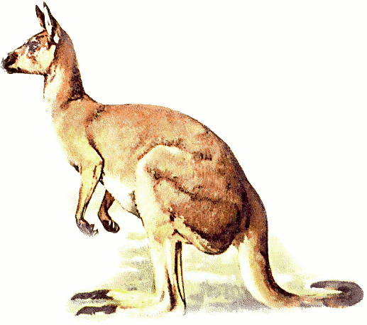 Free kangaroo clipart 1 page of public domain clip art