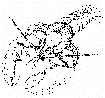 Free lobster clipart 1 page of public domain clip art 2