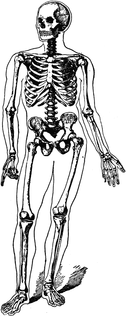 Human body skeleton clipart clipartfest