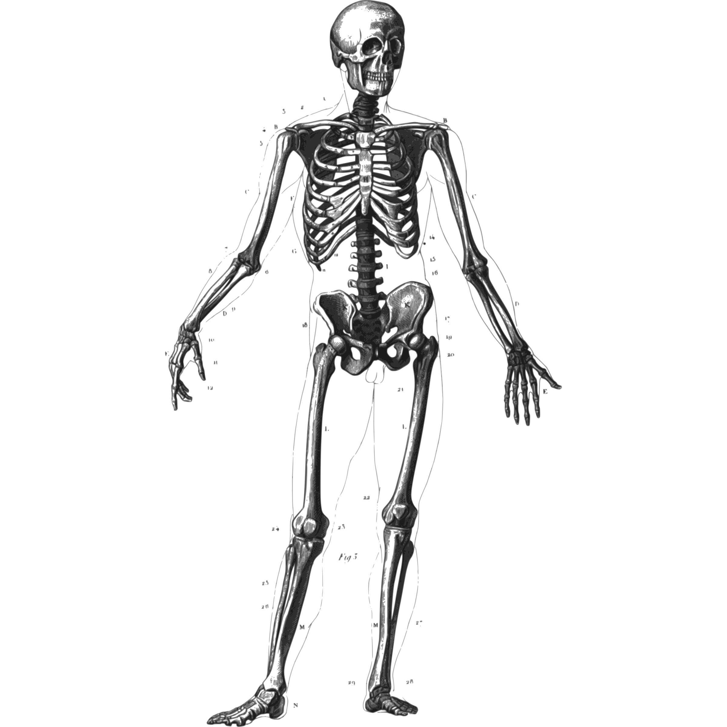 Human clipart human skeleton clipartix