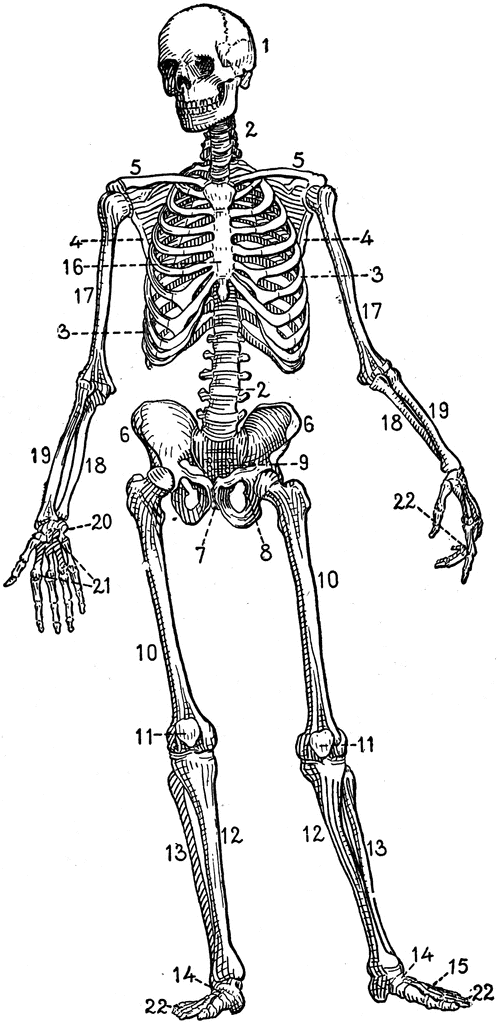 Human skeleton clipart etc clipartix