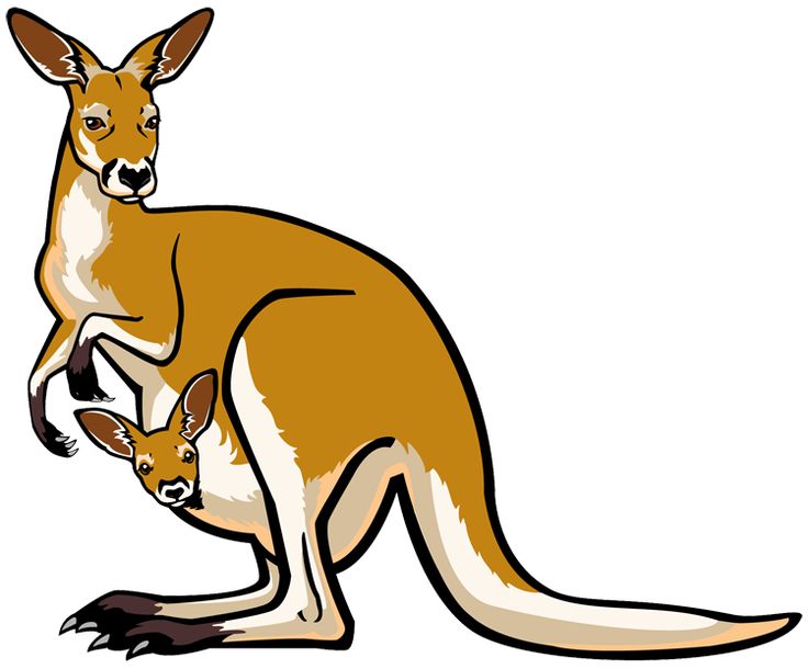 Joey kangaroo clipart free images
