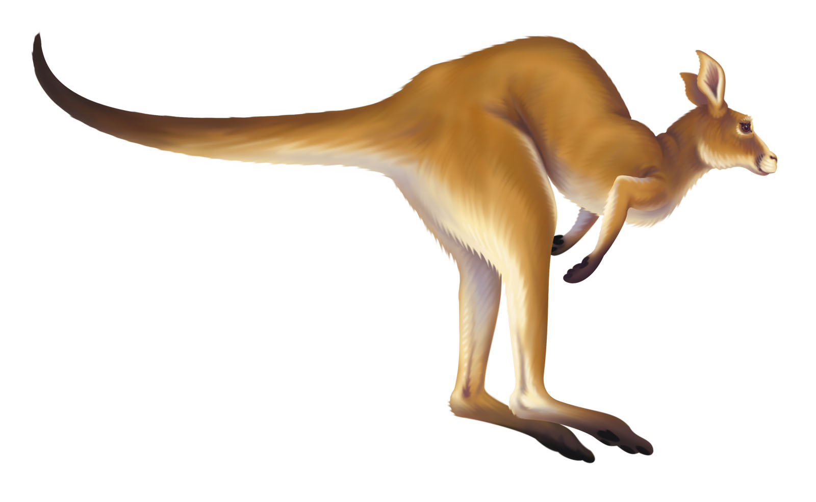 Kangaroo clipart 9