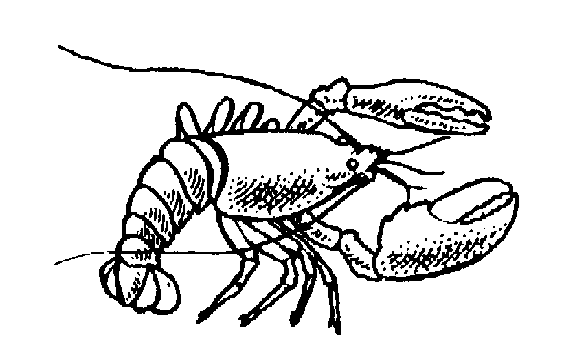 Lobster clipart images free