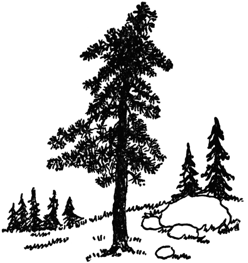 Pine tree christmas svg on trees clip art and