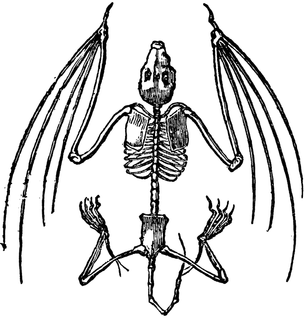 Skeleton clip art vector skeleton graphics image clipartix