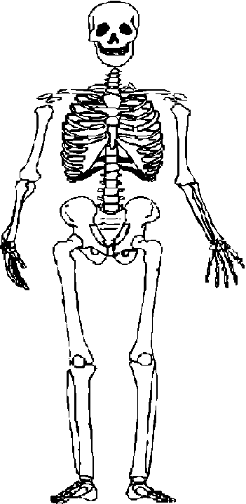 Skeleton clipart free download clip art on 2