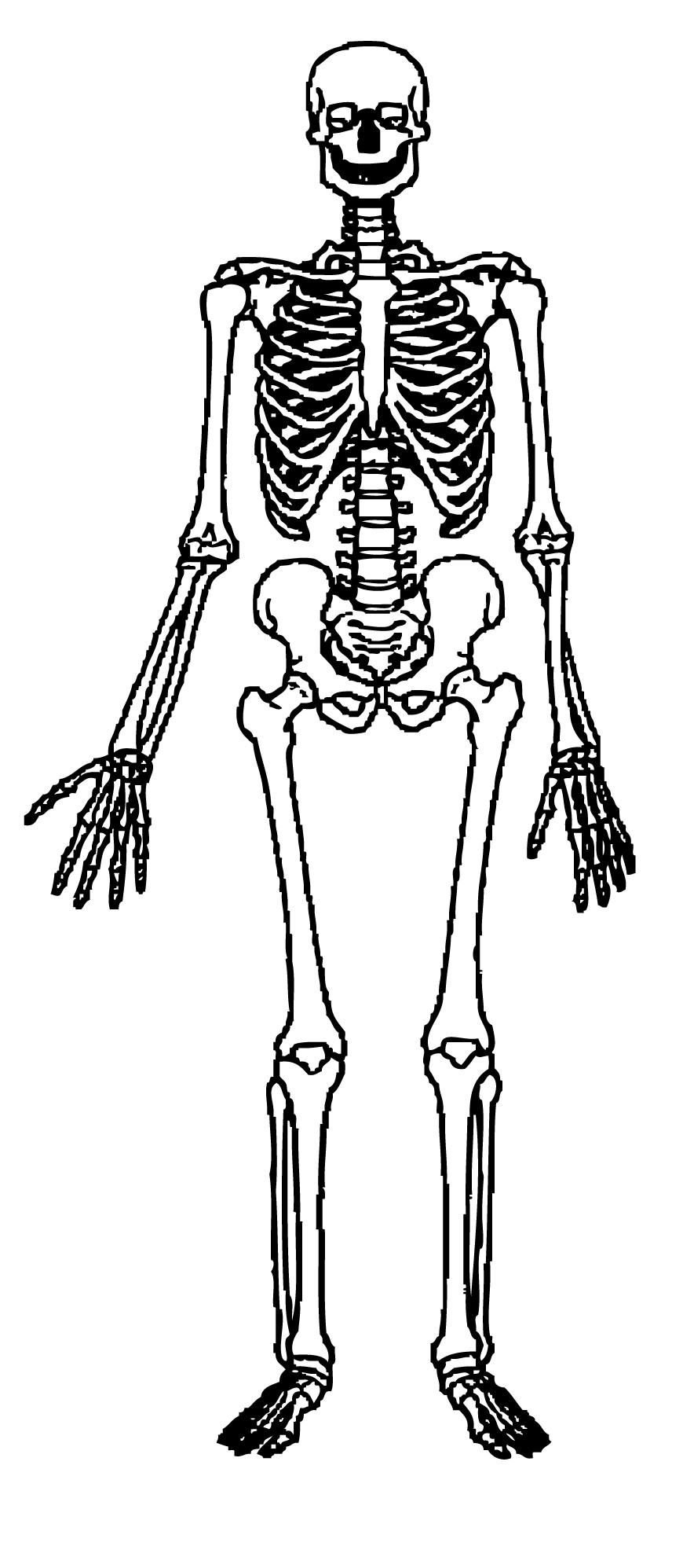 Skeleton clipart free download clip art on 4