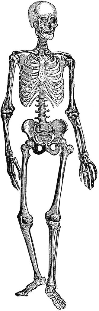 Skeleton clipart free download clip art on 9