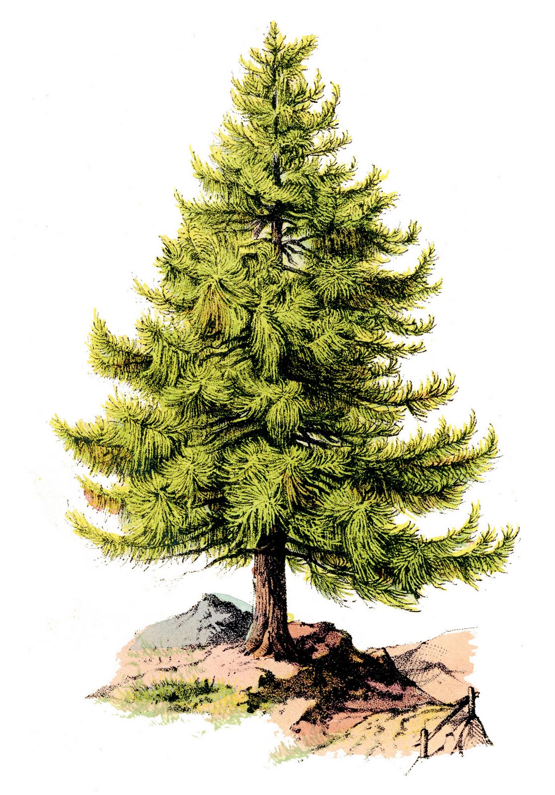 Vintage clip art perfect pine tree the graphics fairy