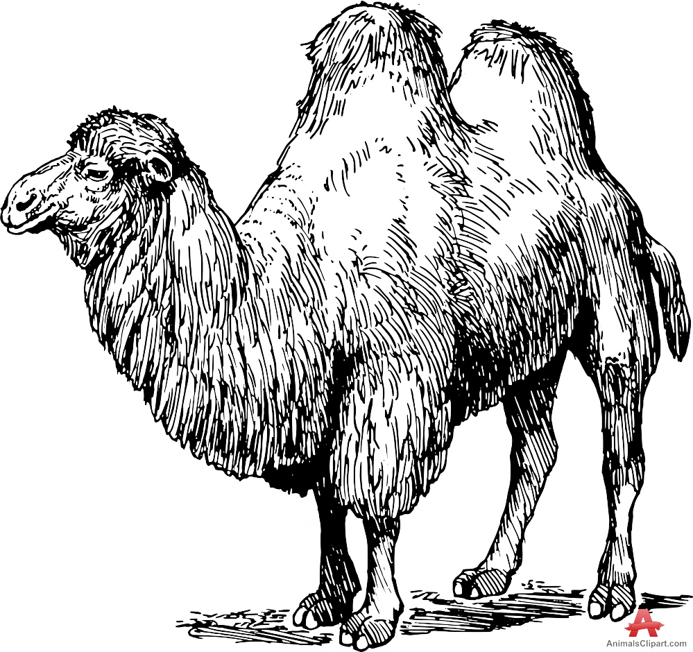 Bactrian camel clipart free design download