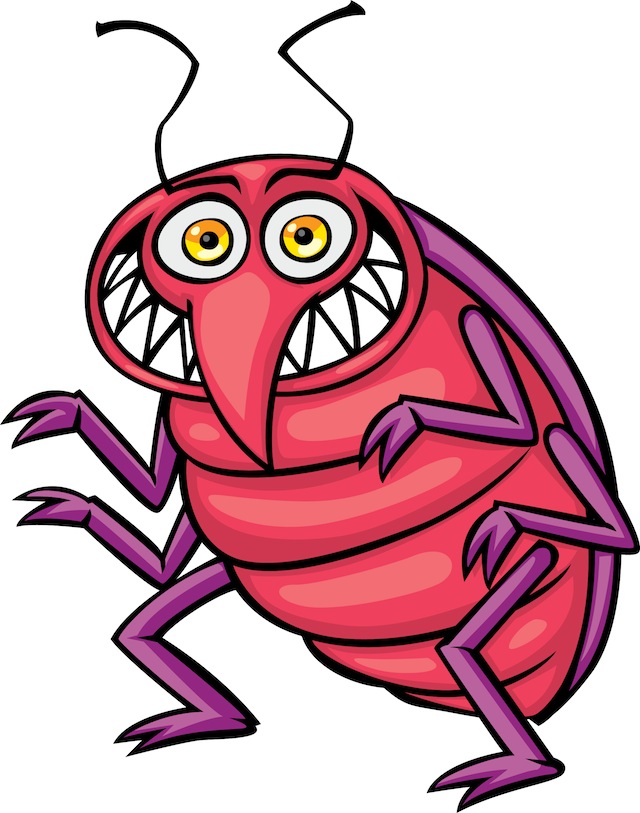 Bed bug photos clipart images